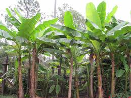 Banana trees
